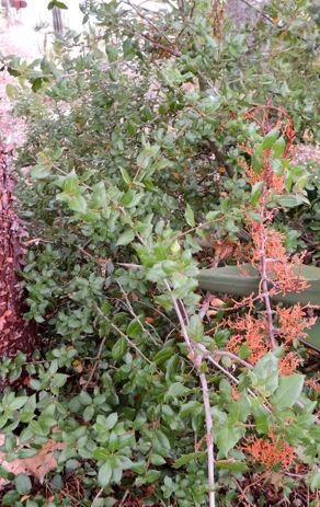 Cedros Island Oak