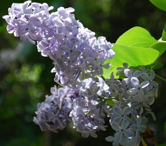 Syringa, Common Lilac, French Lilac President Lincoln