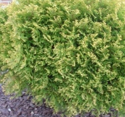 White Cedar, Eastern Arborvitae, American Arborvitae Rheingold