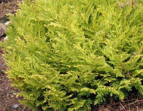 Hiba Arborvitae, Japanese Hiba Cypress Nana