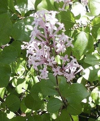 Syringa Species, Little Leaf Lilac