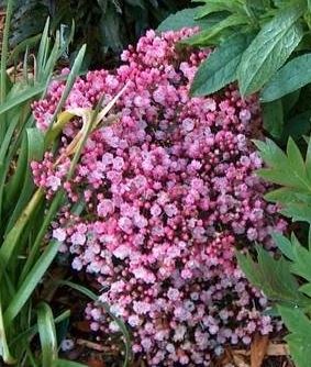 Kalmia, Calico Bush, Mountain Laurel, Spoonwood Tiddlywink