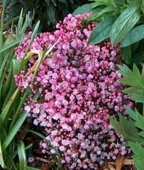 Kalmia, Calico Bush, Mountain Laurel, Spoonwood 'Tiddlywink'