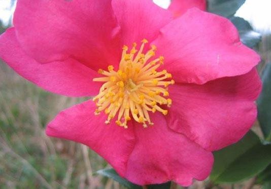 Sasanqua Camellia, Autumn Camellia Crimson King