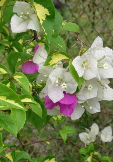 Bougainvillea Coconut Ice