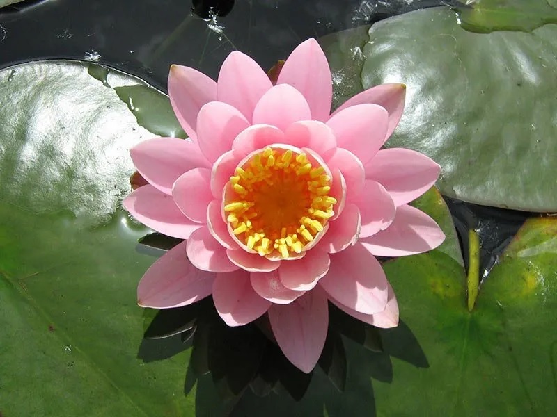 Hardy Water Lily, Waterlily Caroliniana Perfecta