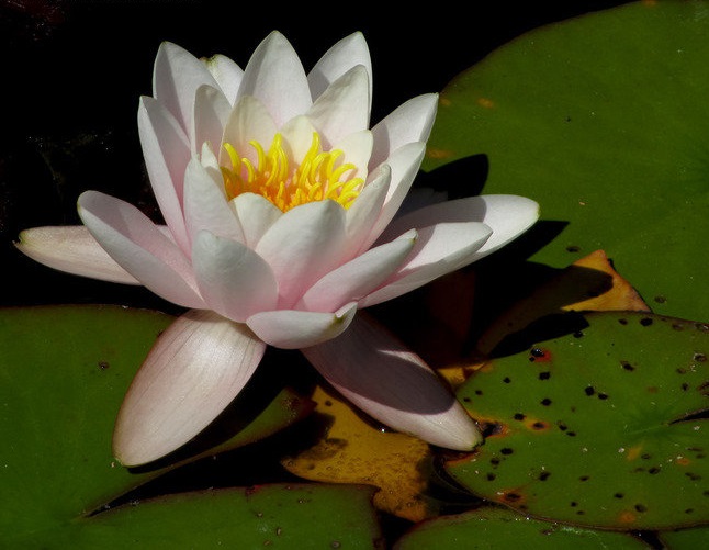 Hardy Water Lily, Waterlily Colossea
