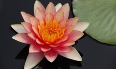 Hardy Water Lily, Waterlily 'David'