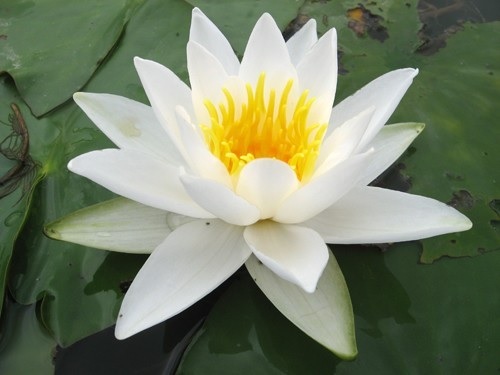 Hardy Water Lily, Waterlily Delicata