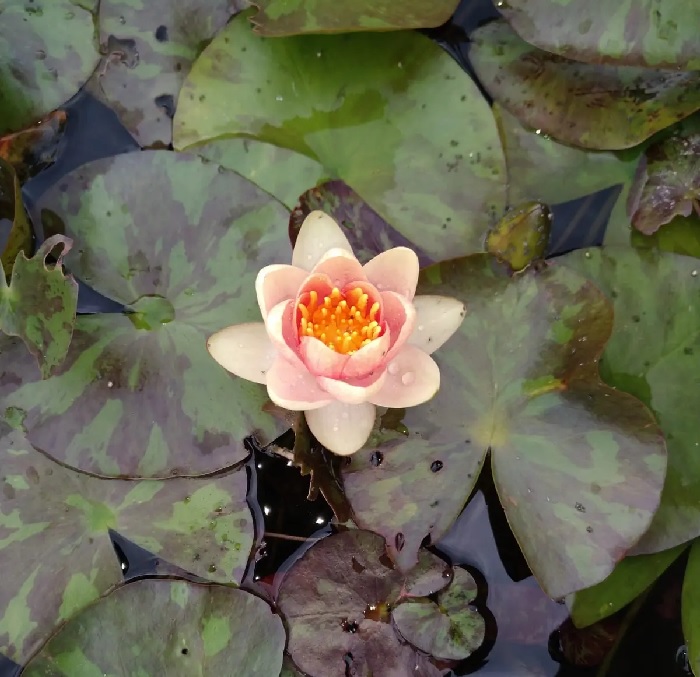 Hardy Water Lily, Waterlily Doll House
