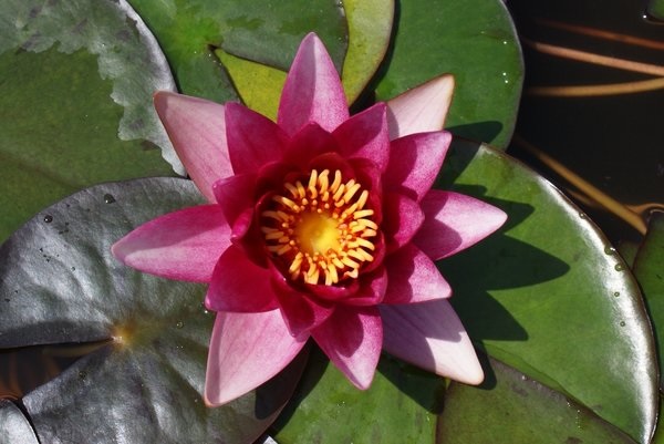 Hardy Water Lily, Waterlily Erhard von Oldehoff