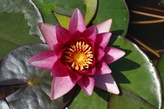 Hardy Water Lily, Waterlily 'Erhard von Oldehoff'