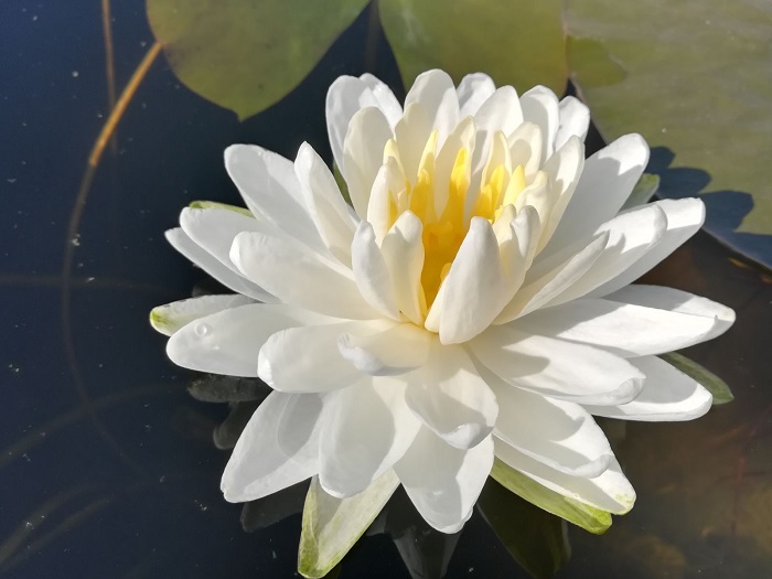 Hardy Water Lily, Waterlily Ernst Epple Sr