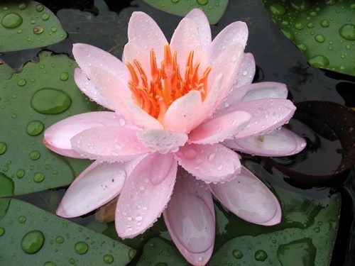 Hardy Water Lily, Waterlily Eugene de Land