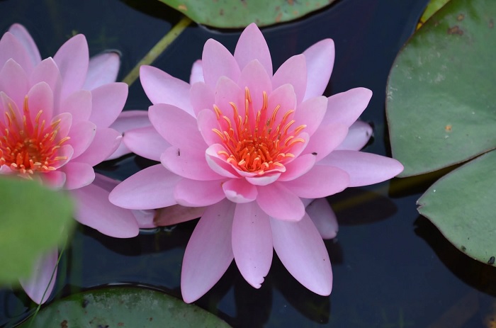 Hardy Water Lily, Waterlily Fiesta