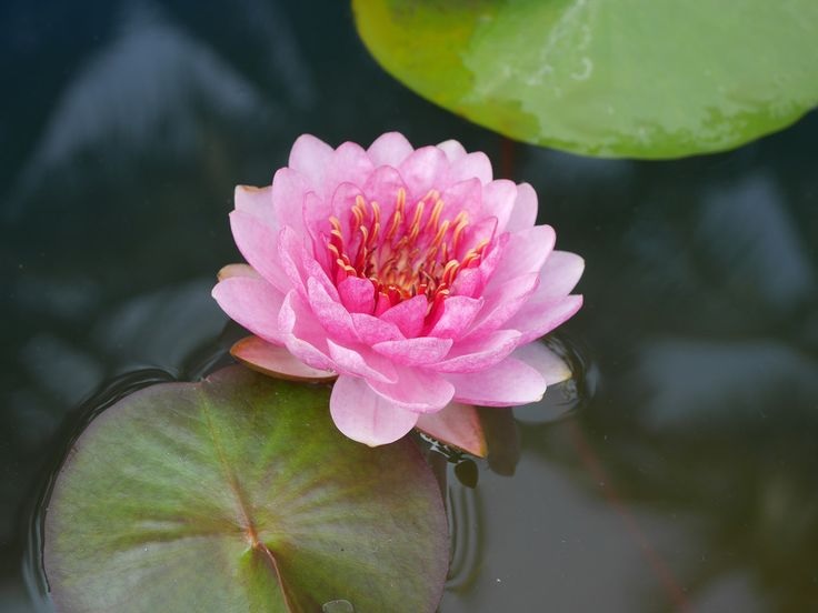 Hardy Water Lily, Waterlily Fireball
