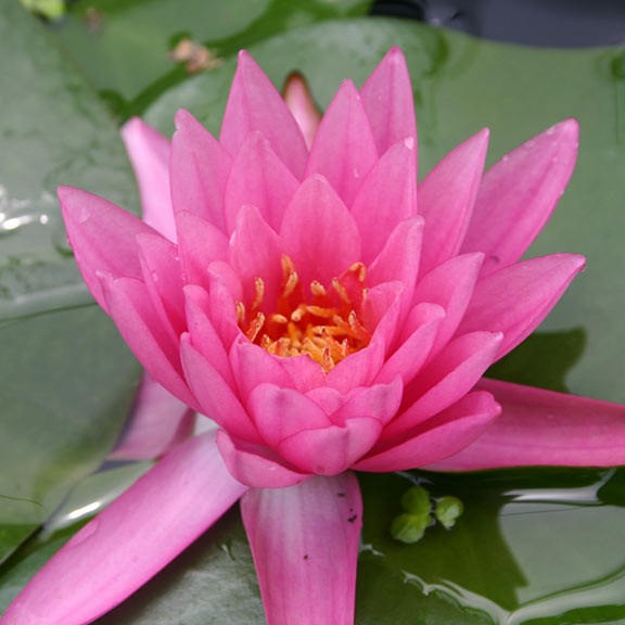 Hardy Water Lily, Waterlily Firecrest