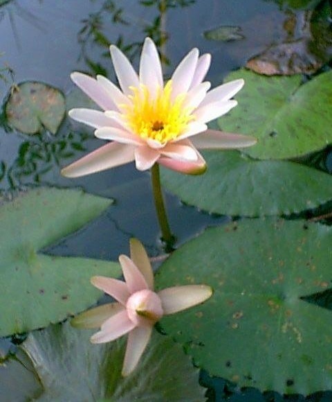 Hardy Water Lily, Waterlily Fisher Pink