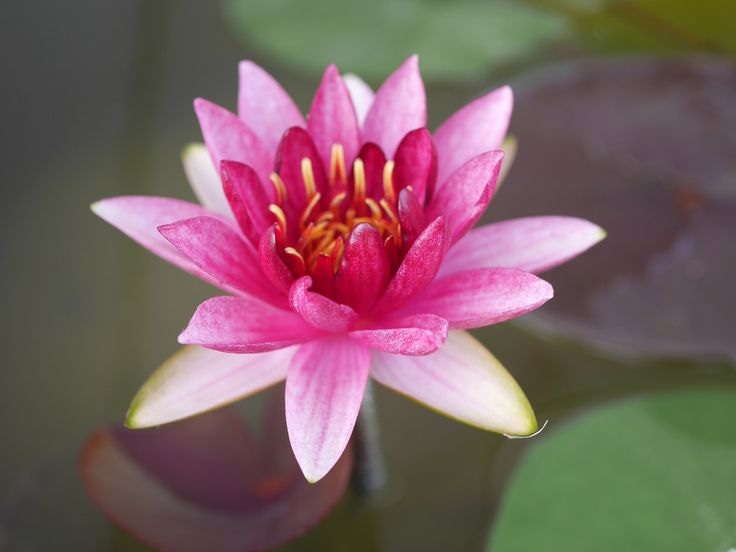 Hardy Water Lily, Waterlily Flammea