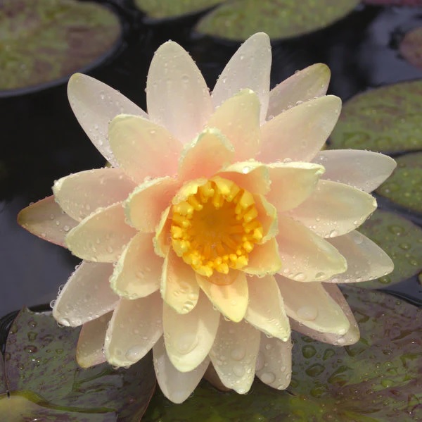 Hardy Water Lily, Waterlily Florida Sunset