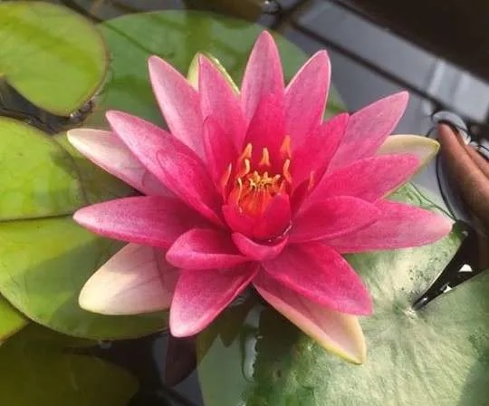 Hardy Water Lily, Waterlily Formosa