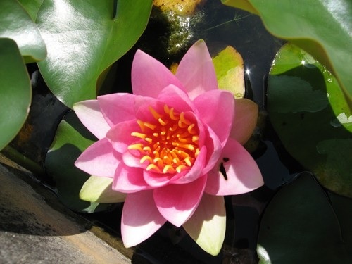 Hardy Water Lily, Waterlily France