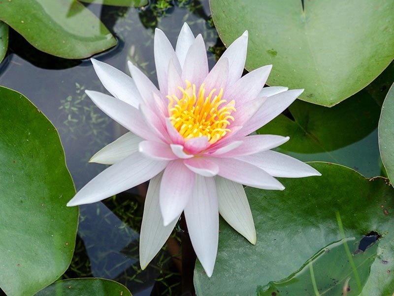 Hardy Water Lily, Waterlily Fritz Junge
