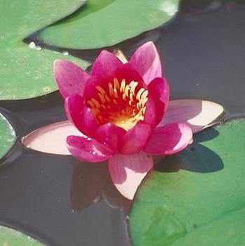 Hardy Water Lily, Waterlily Froebeli