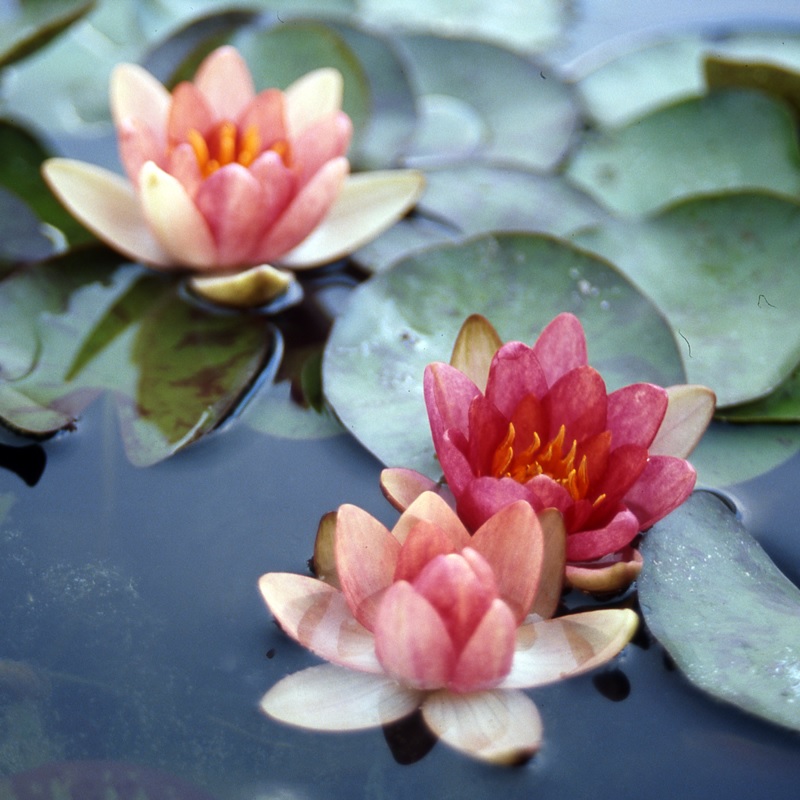 Hardy Water Lily, Waterlily Fulva