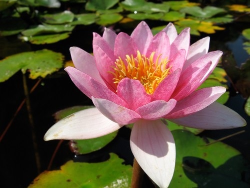 Hardy Water Lily, Waterlily Galatee