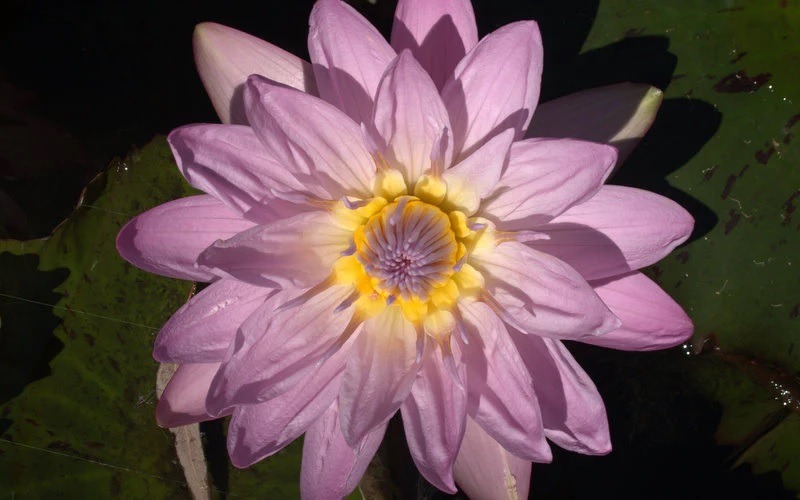 Hardy Water Lily, Waterlily General Pershing