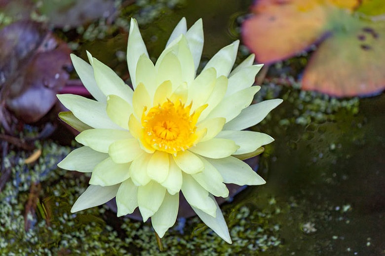 Hardy Water Lily, Waterlily Gold Medal