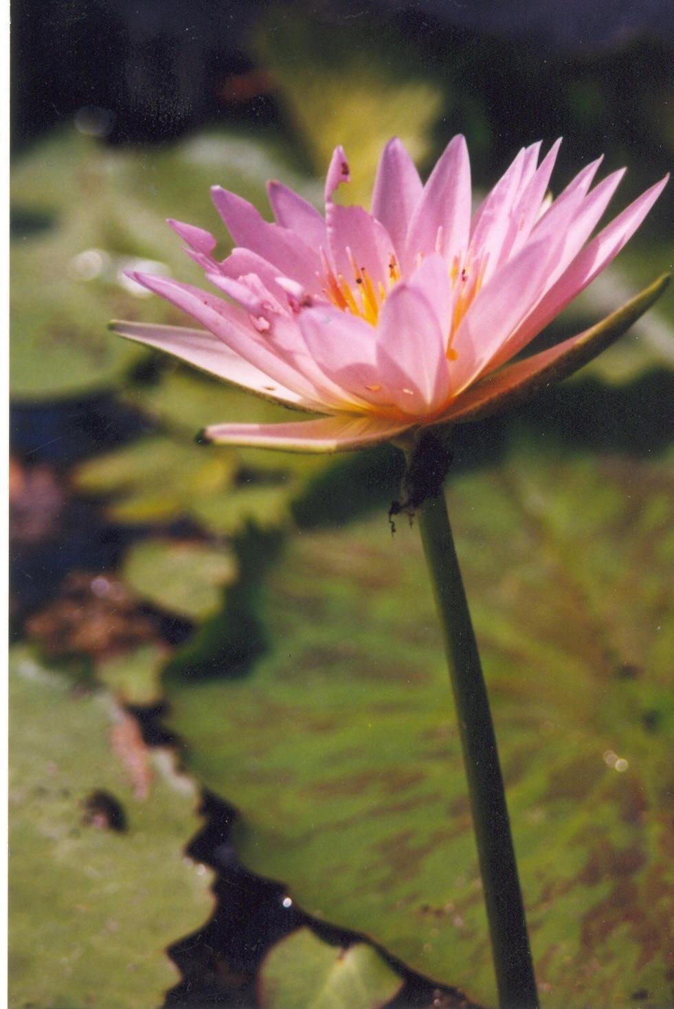 Tropical Day-Blooming Water Lily, Waterlily Golden Fascinator