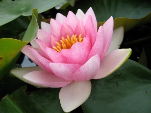 Hardy Water Lily, Waterlily Goliath