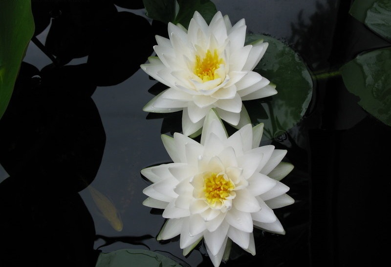 Hardy Water Lily, Waterlily Gonnere