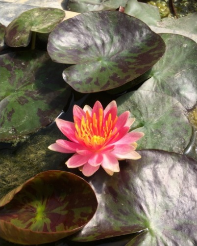 Hardy Water Lily, Waterlily Gypsy