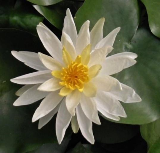 Hardy Water Lily, Waterlily Hal Miller