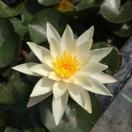 Hardy Water Lily, Waterlily Hazorea Dagan White