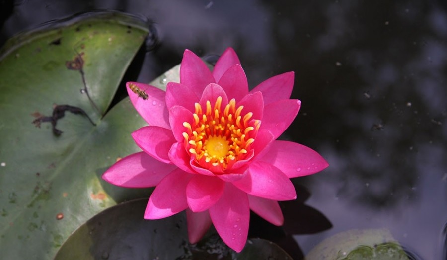 Hardy Water Lily, Waterlily Helen Fowler