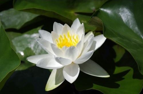 Hardy Water Lily, Waterlily Hever White