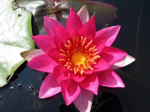 Hardy Water Lily, Waterlily Ignea