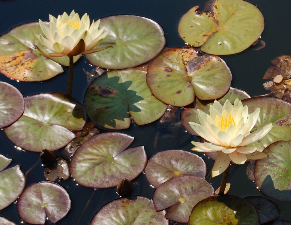 Nymphaea, Hardy Water Lily, Waterlily Inner Light