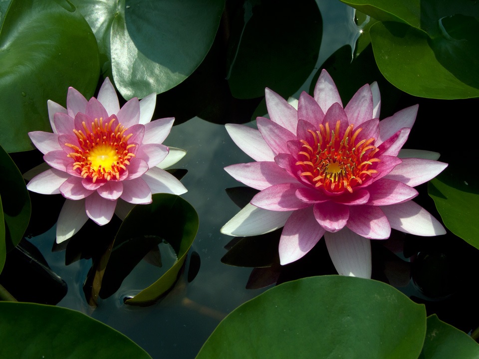 Hardy Water Lily, Waterlily James Hudson