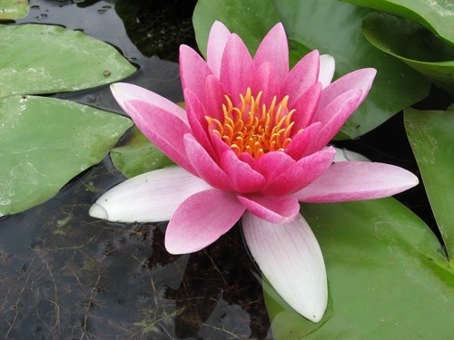 Hardy Water Lily, Waterlily Jean de Lamarsalle