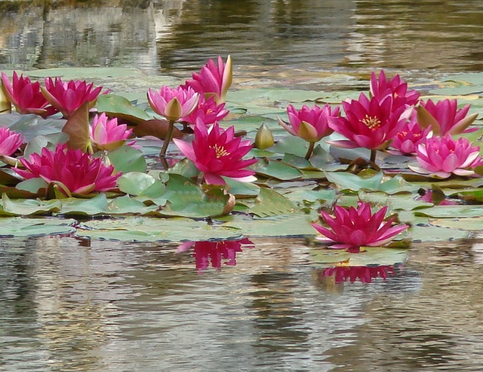 Hardy Water Lily, Waterlily Jean Laydeker