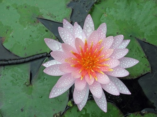 Hardy Water Lily, Waterlily Juliana