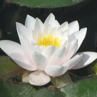 Hardy Water Lily, Waterlily Lactea