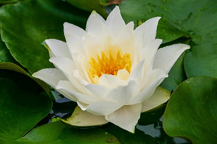 Hardy Water Lily, Waterlily Laura Strawn