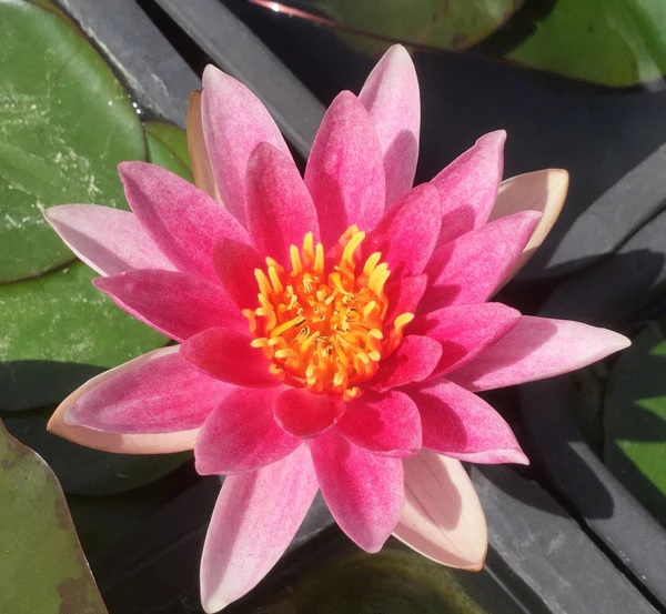 Hardy Water Lily, Waterlily Laydekeri Purpurata