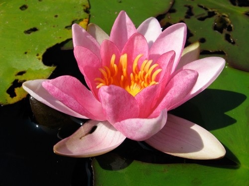 Hardy Water Lily, Waterlily Laydekeri Rosea